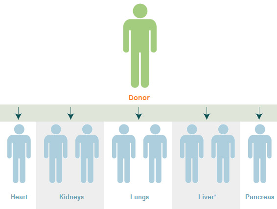 Organ Transplant Impact