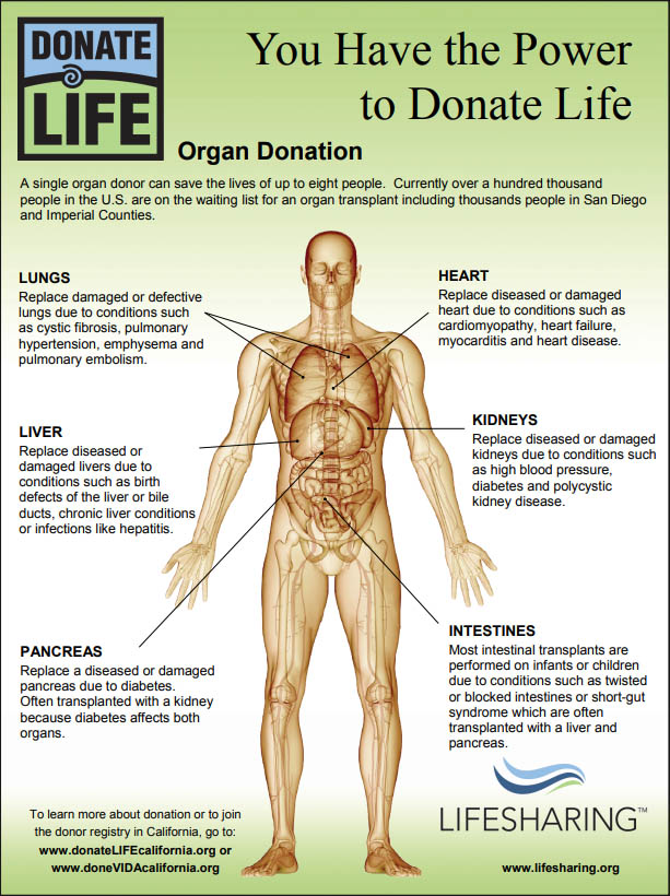 Organ Donation Infographic